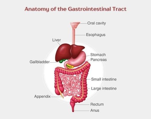 Anatomy of the Gastrointestinal Tract